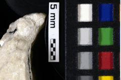 Foto (Detailansicht) von Goniodromites sp. (NHMW-GEO-1990-0041-0075)